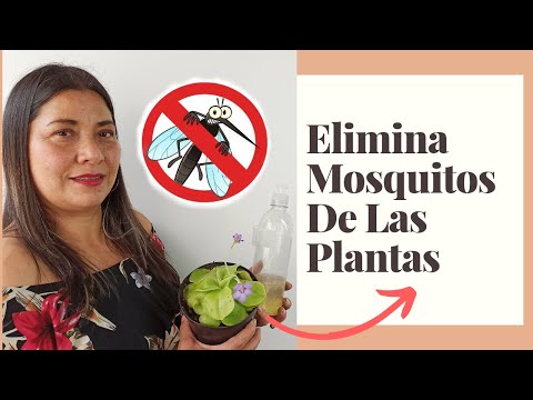 Cómo eliminar los mosquitos en las plantas de interior.