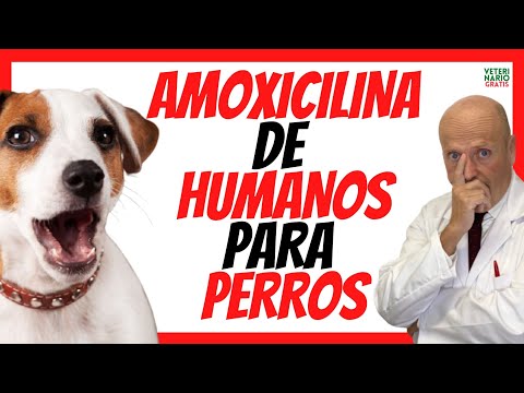 Amoxicilina para perros: ¿Para qué sirve y cuál es la dosis?