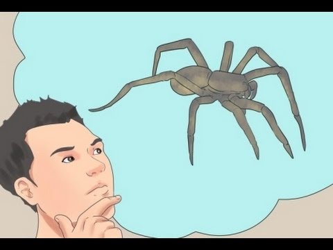 Cómo eliminar arañas de forma natural.
